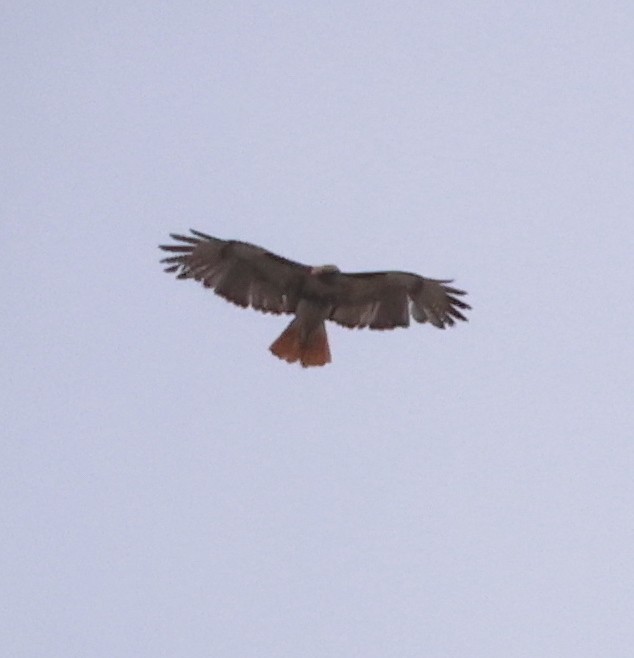 Red-tailed Hawk - ML619894564