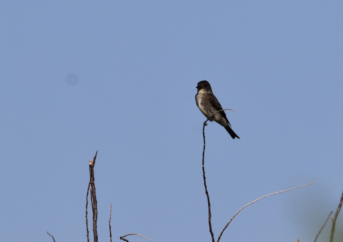 Olive-sided Flycatcher - ML619894602