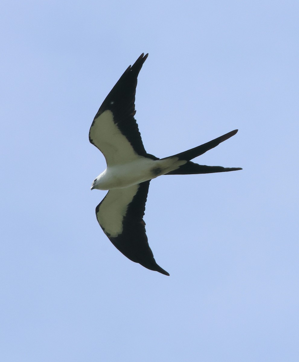 Swallow-tailed Kite - ML619894607
