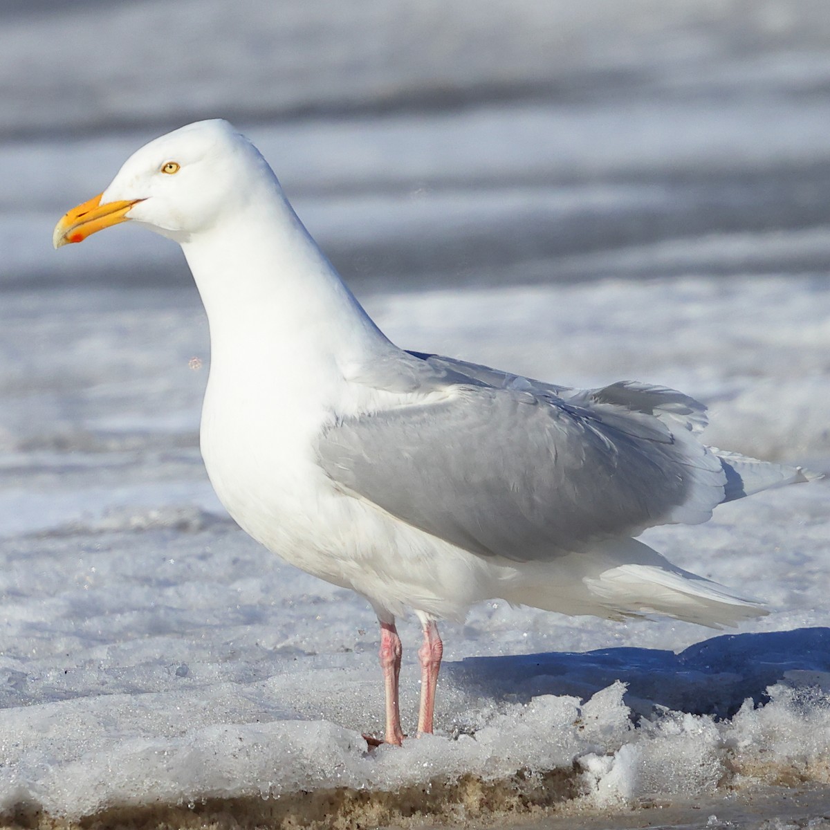 Glaucous Gull - ML619894608