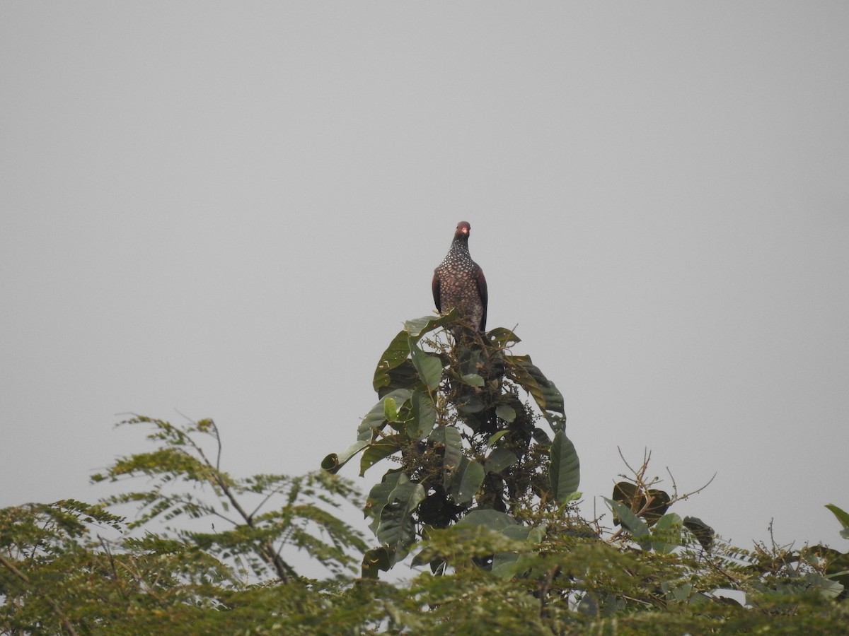 Scaled Pigeon - ML619894627