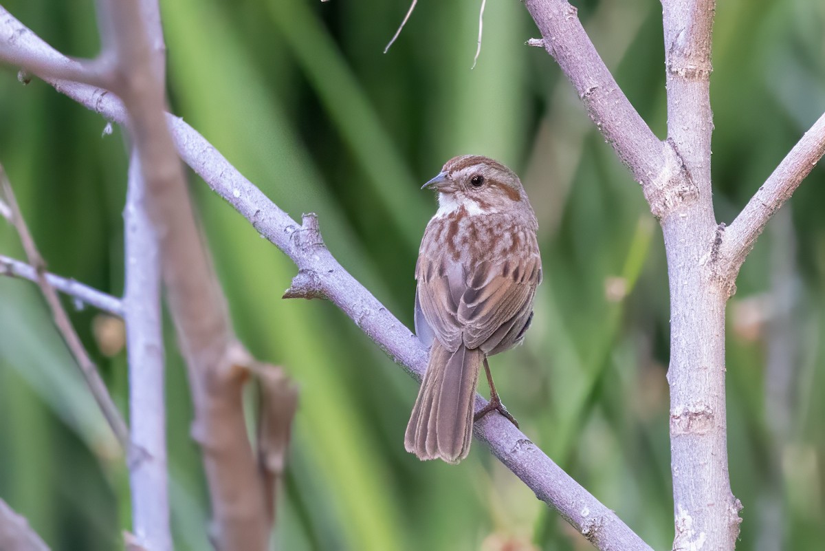 Song Sparrow - ML619894633