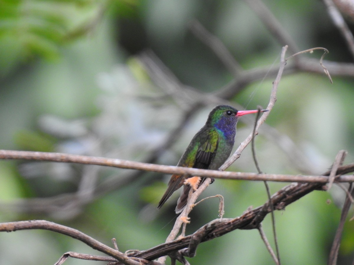 Blue-throated Goldentail - ML619894644