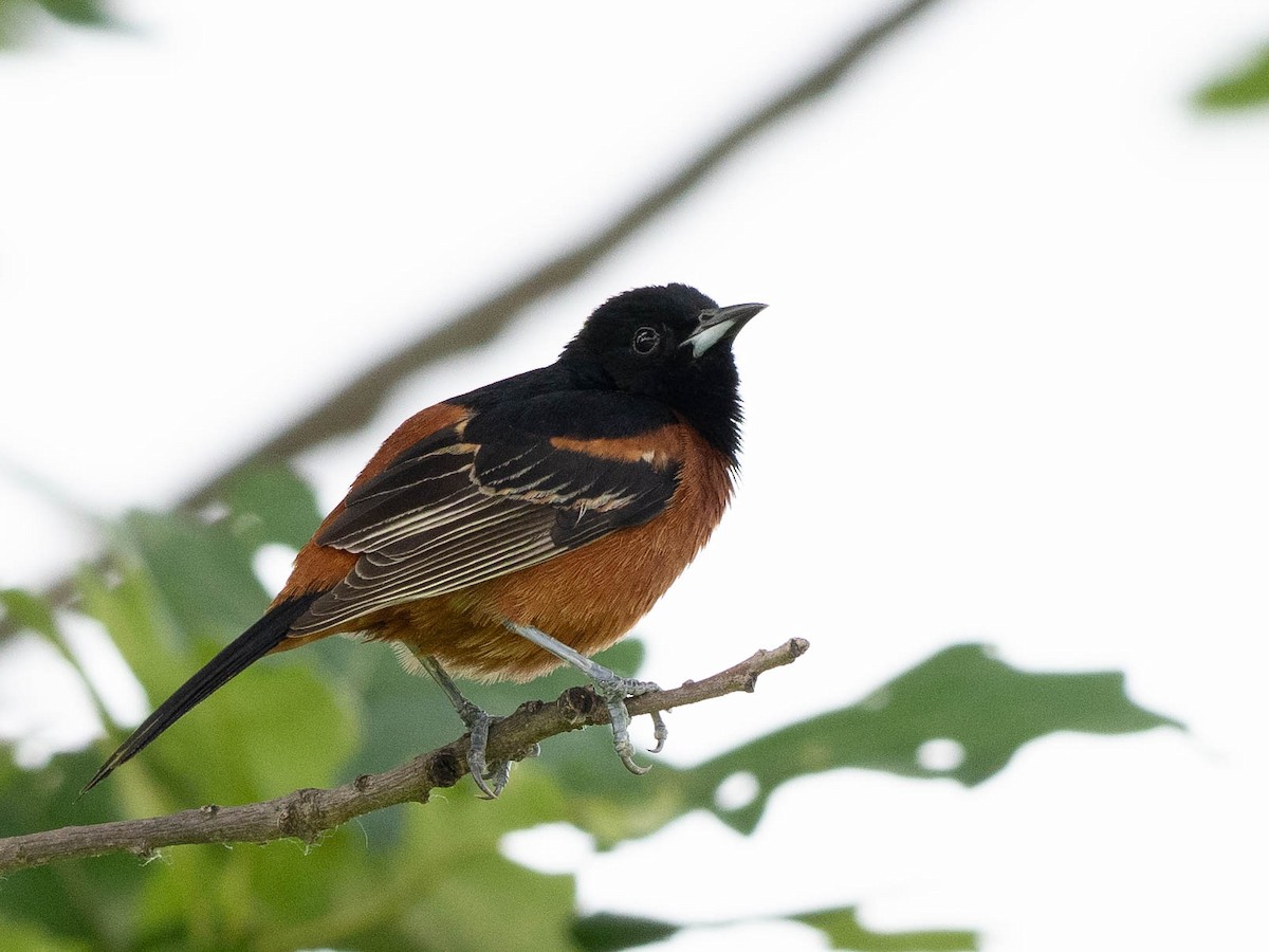 Orchard Oriole - ML619894655