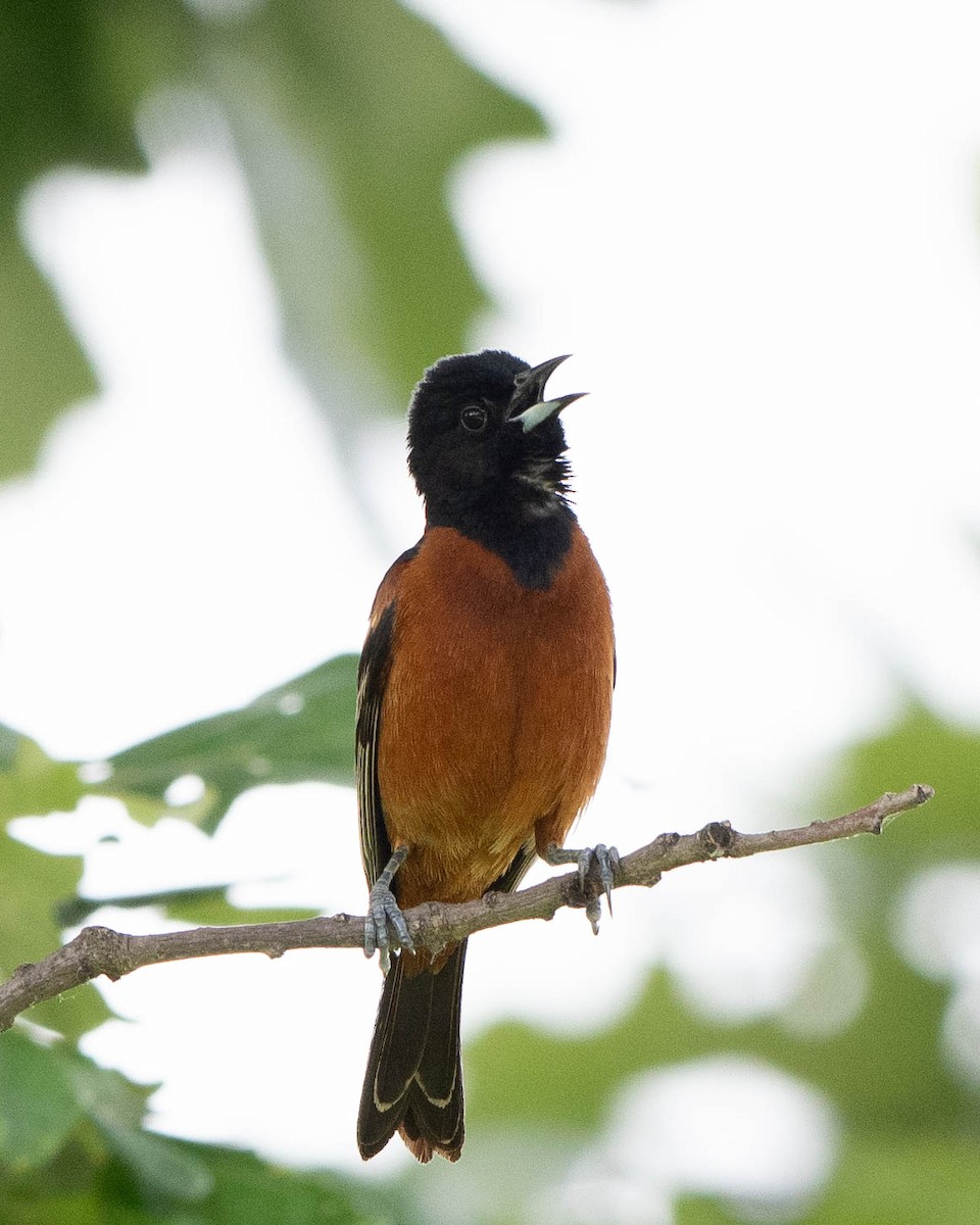 Orchard Oriole - ML619894656