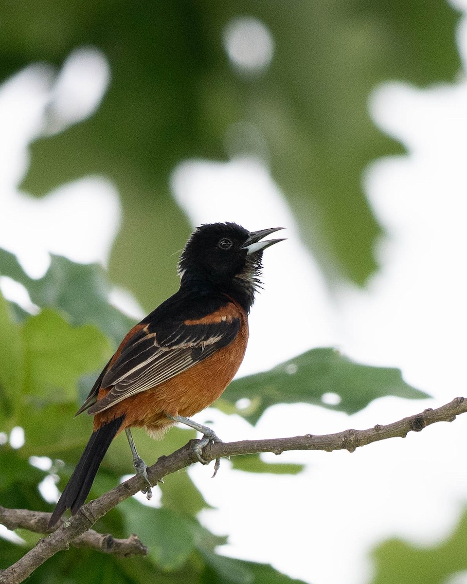 Orchard Oriole - ML619894657