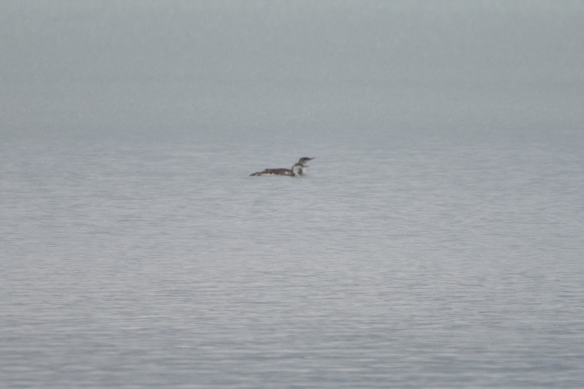 Red-throated Loon - ML619894660