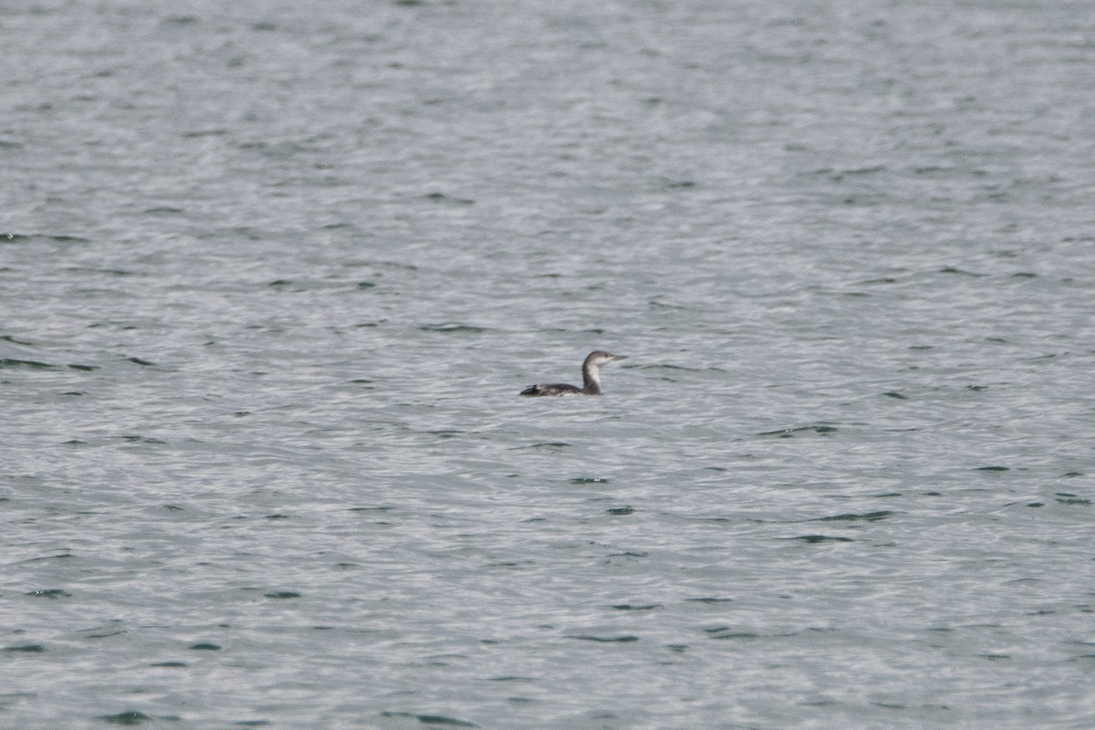 Red-throated Loon - ML619894662