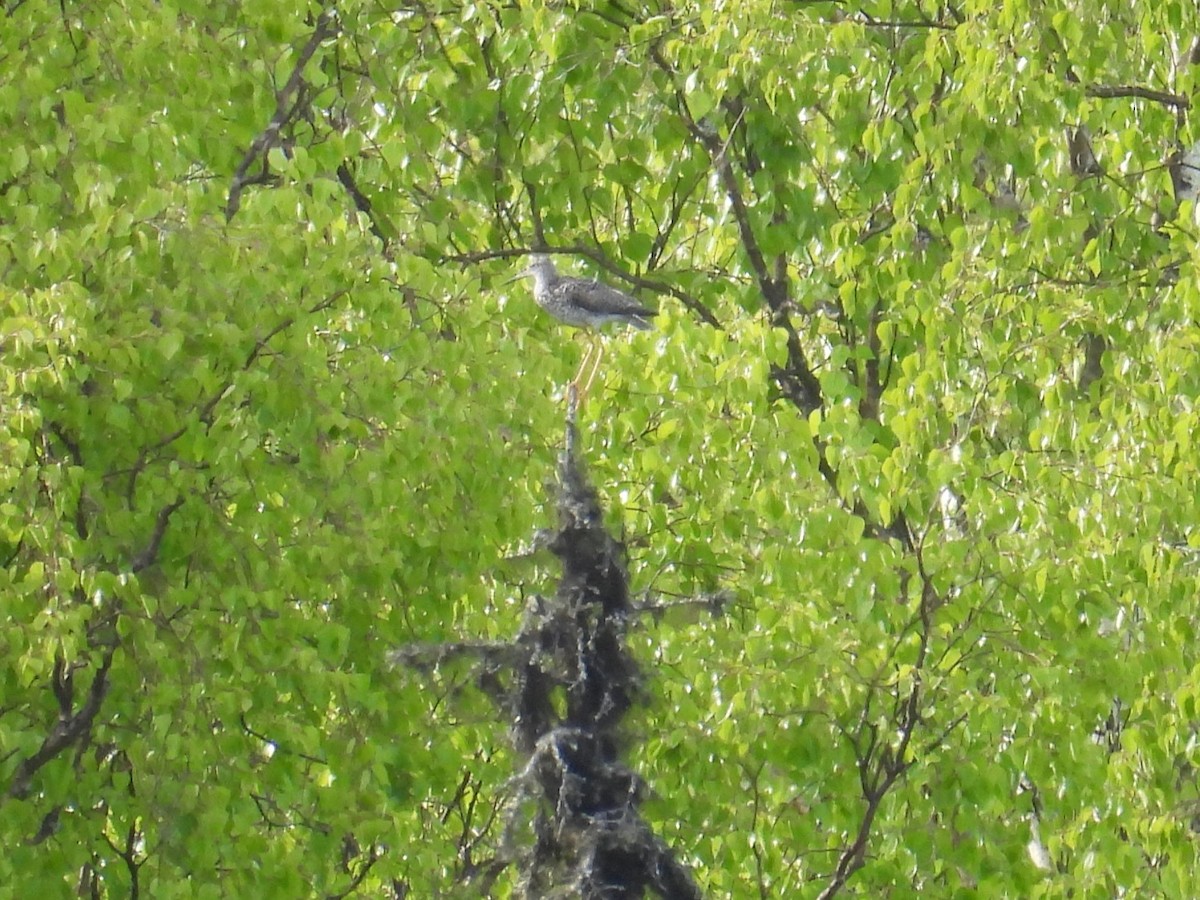 Greater Yellowlegs - ML619894663