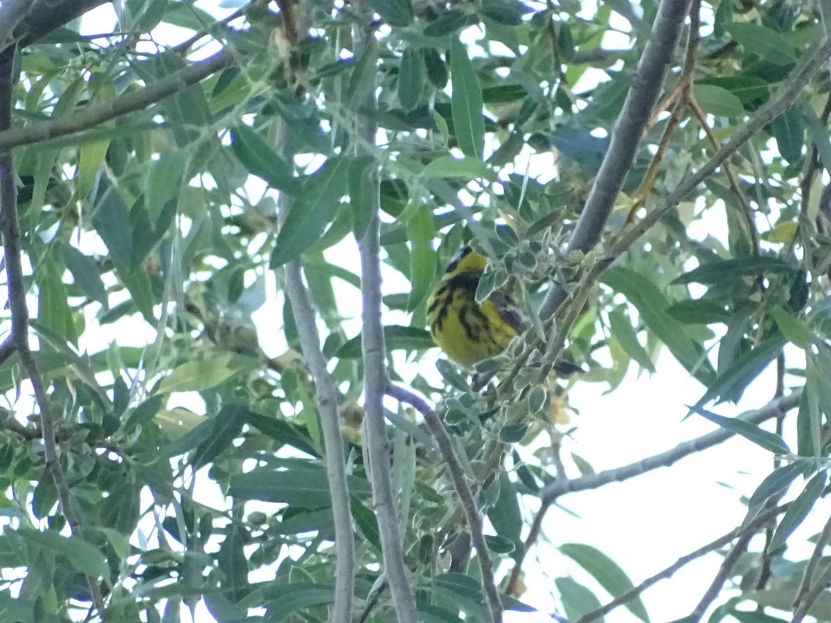 Magnolia Warbler - ML619894665