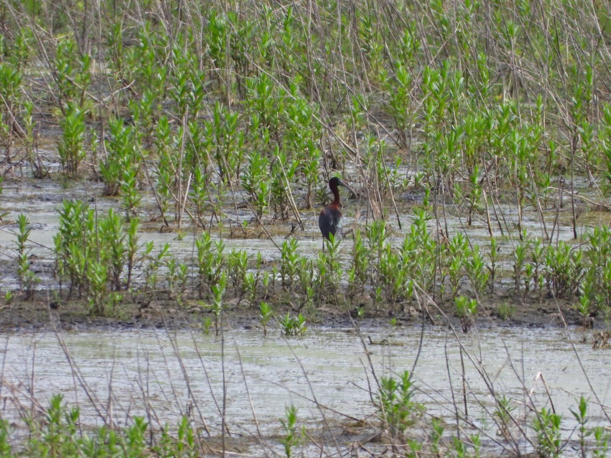 Glossy Ibis - ML619894681