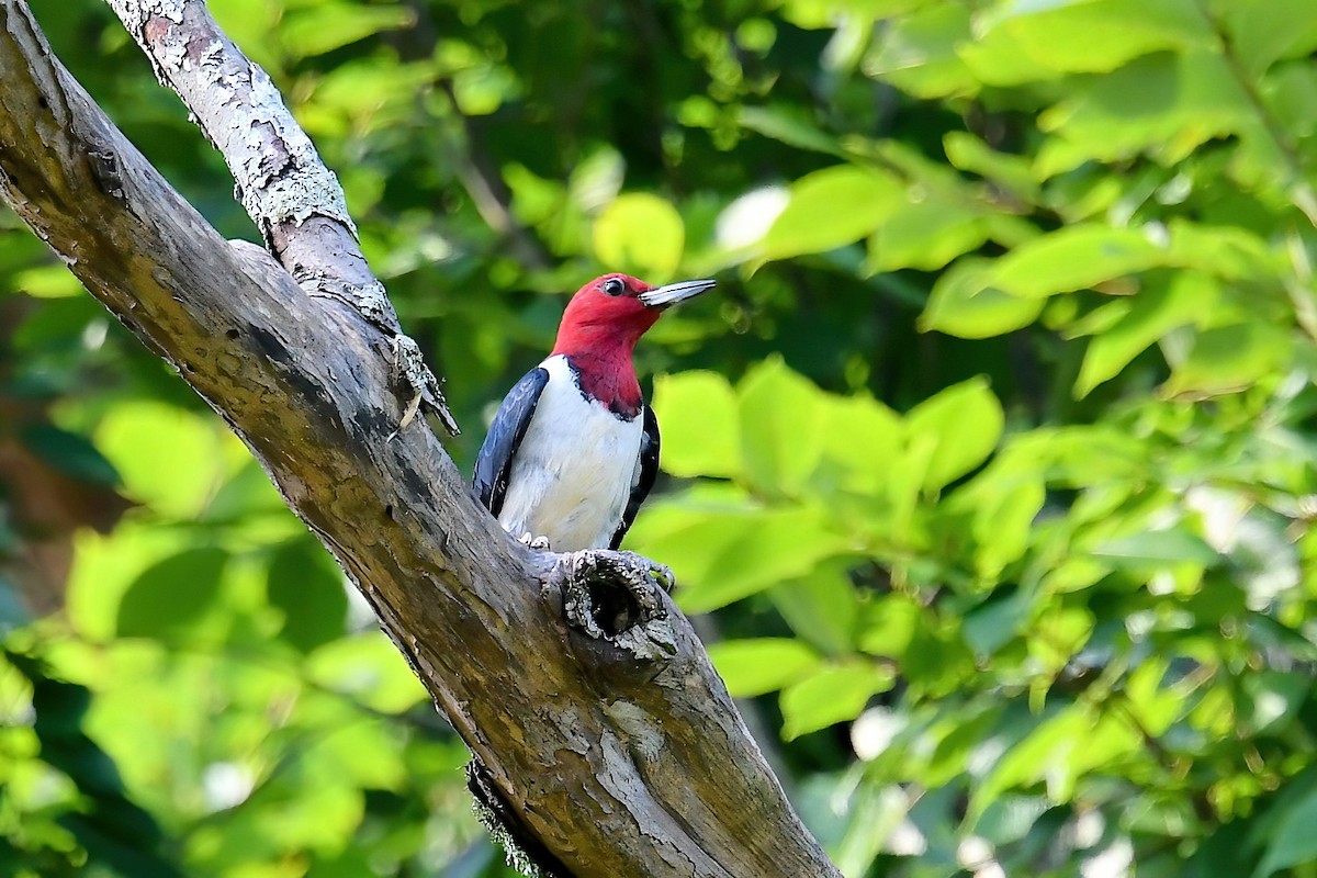 Red-headed Woodpecker - ML619894686