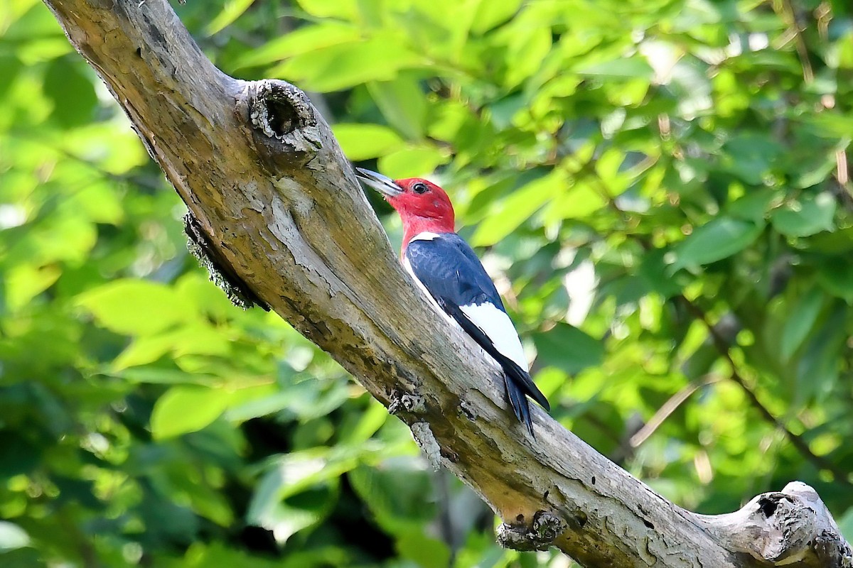 Red-headed Woodpecker - ML619894687