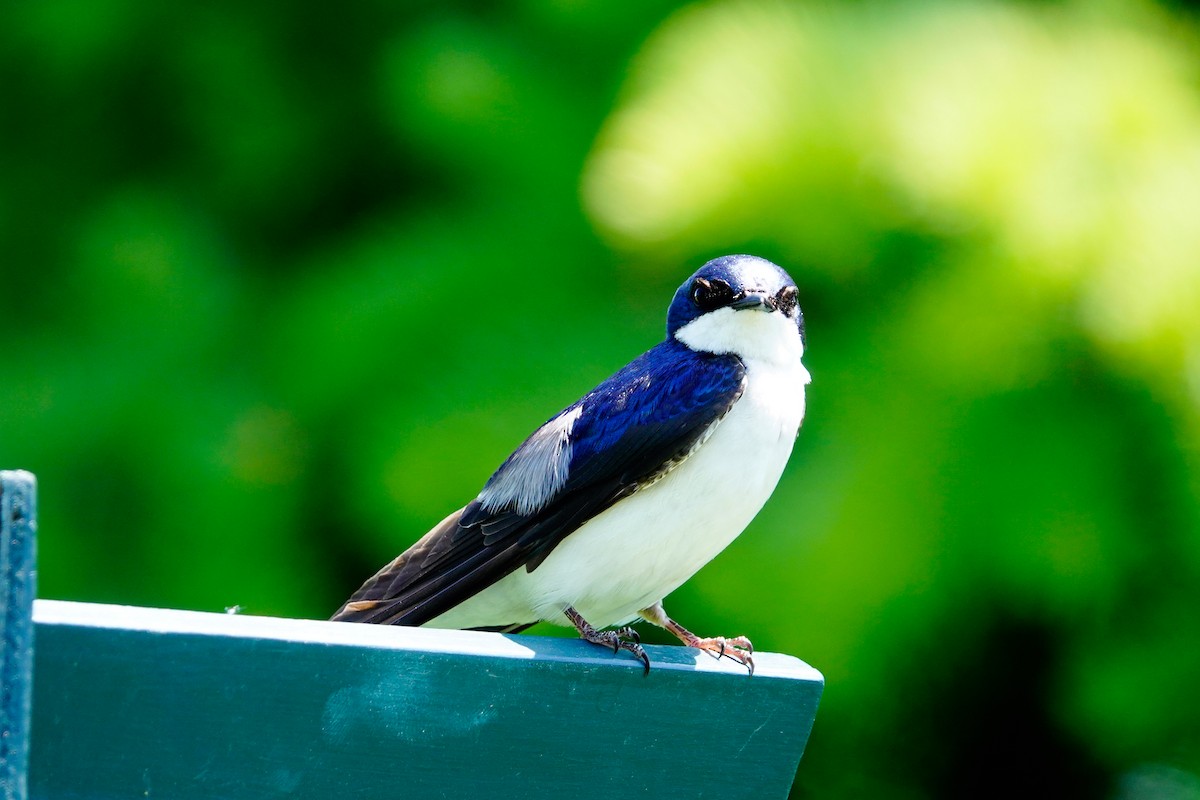 Tree Swallow - Louise Courtemanche 🦅