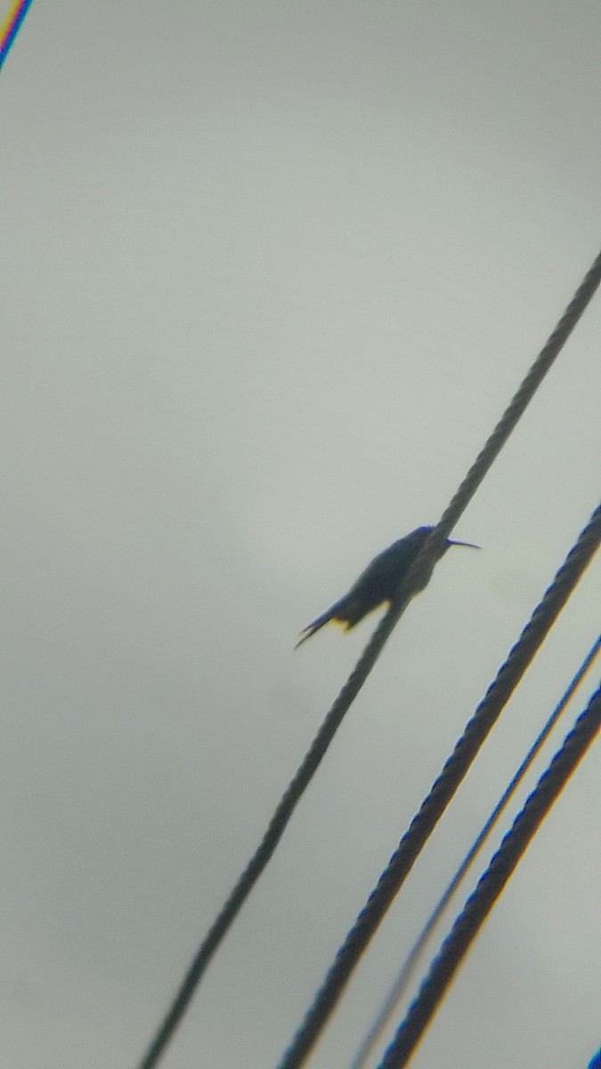 Swallow-tailed Hummingbird - ML619894700