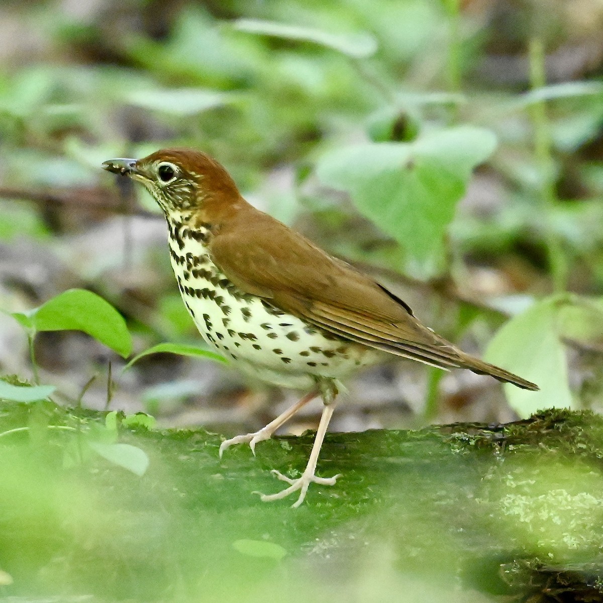 Wood Thrush - ML619894706