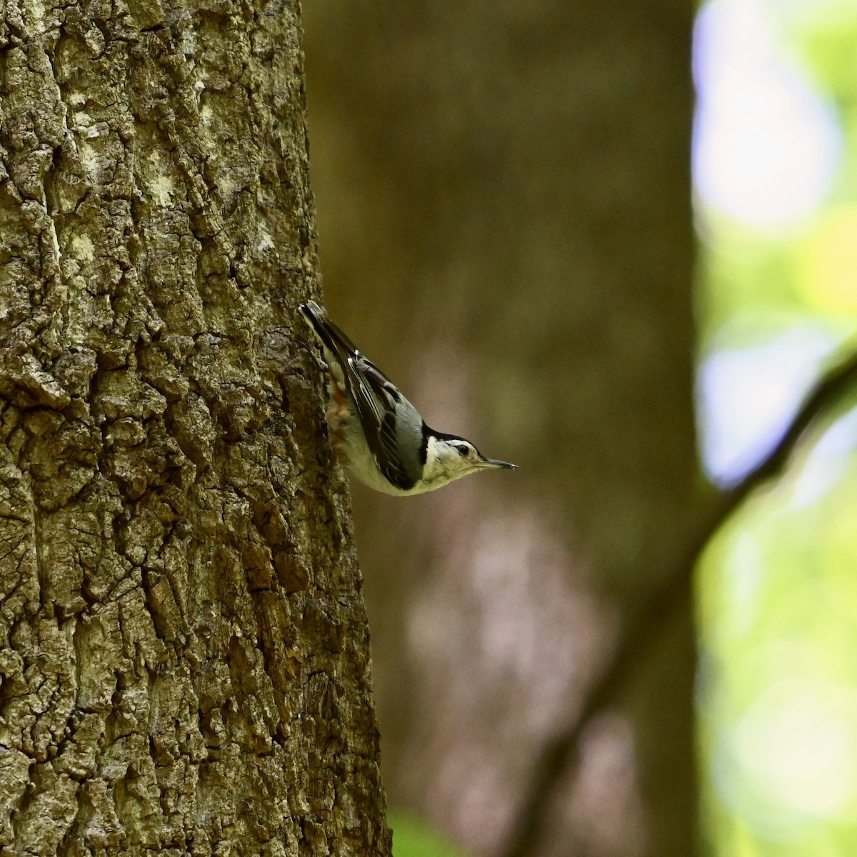 White-breasted Nuthatch - ML619894709