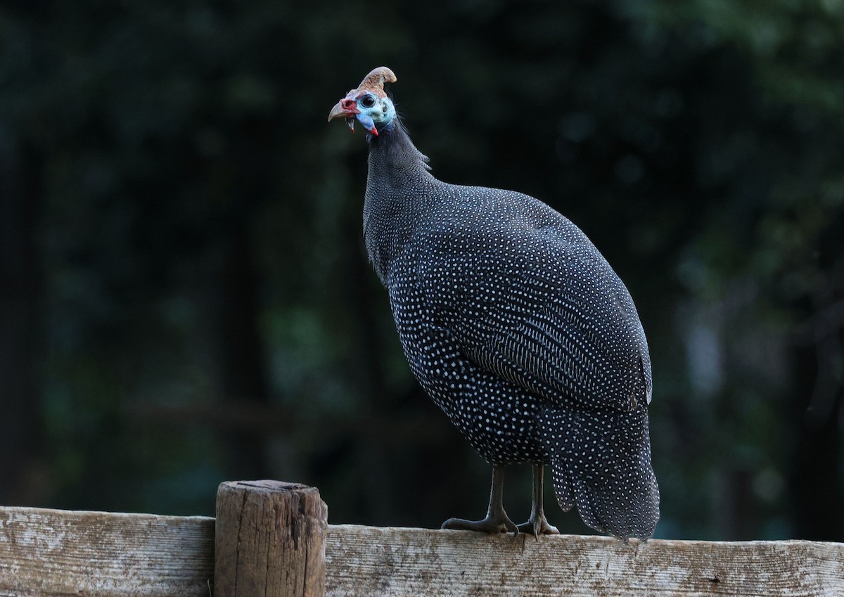 Helmeted Guineafowl - ML619894710