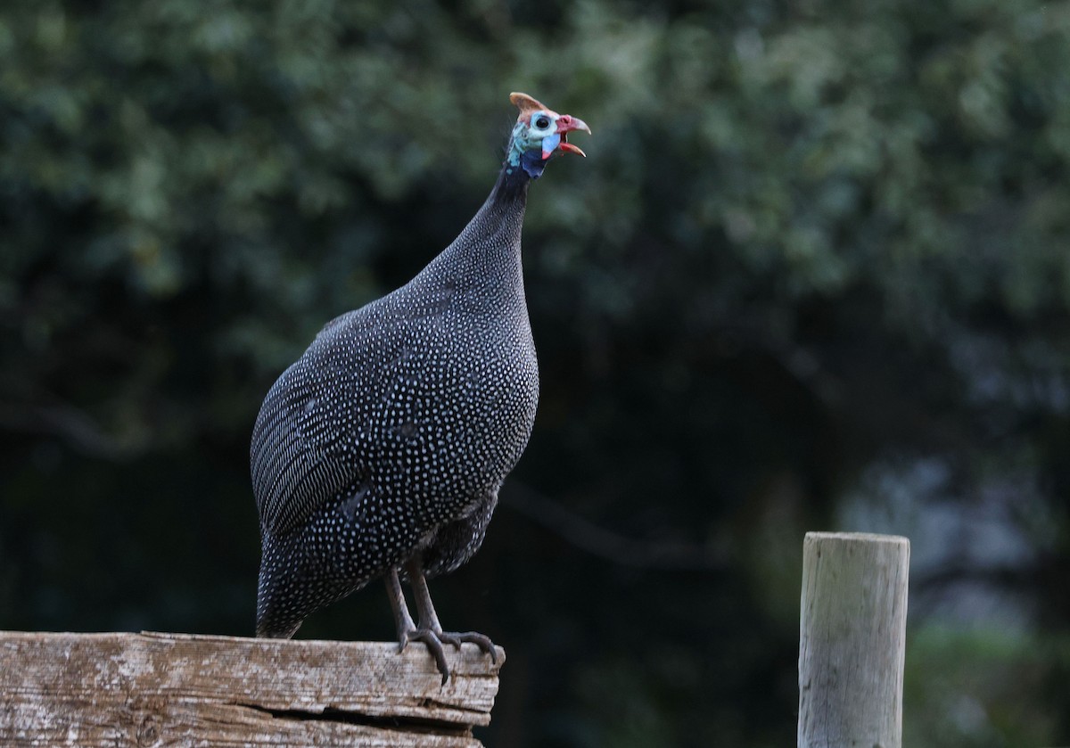 Helmeted Guineafowl - ML619894711