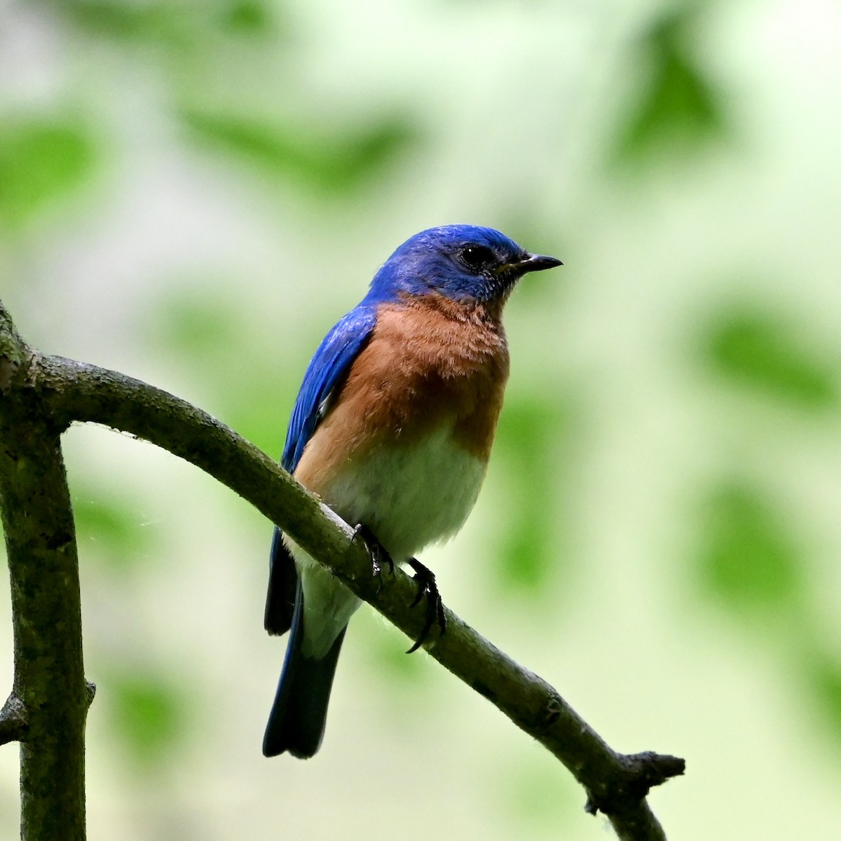 Eastern Bluebird - ML619894714