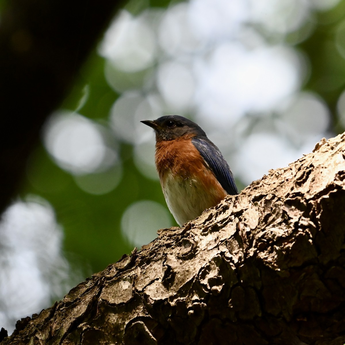 Eastern Bluebird - ML619894715