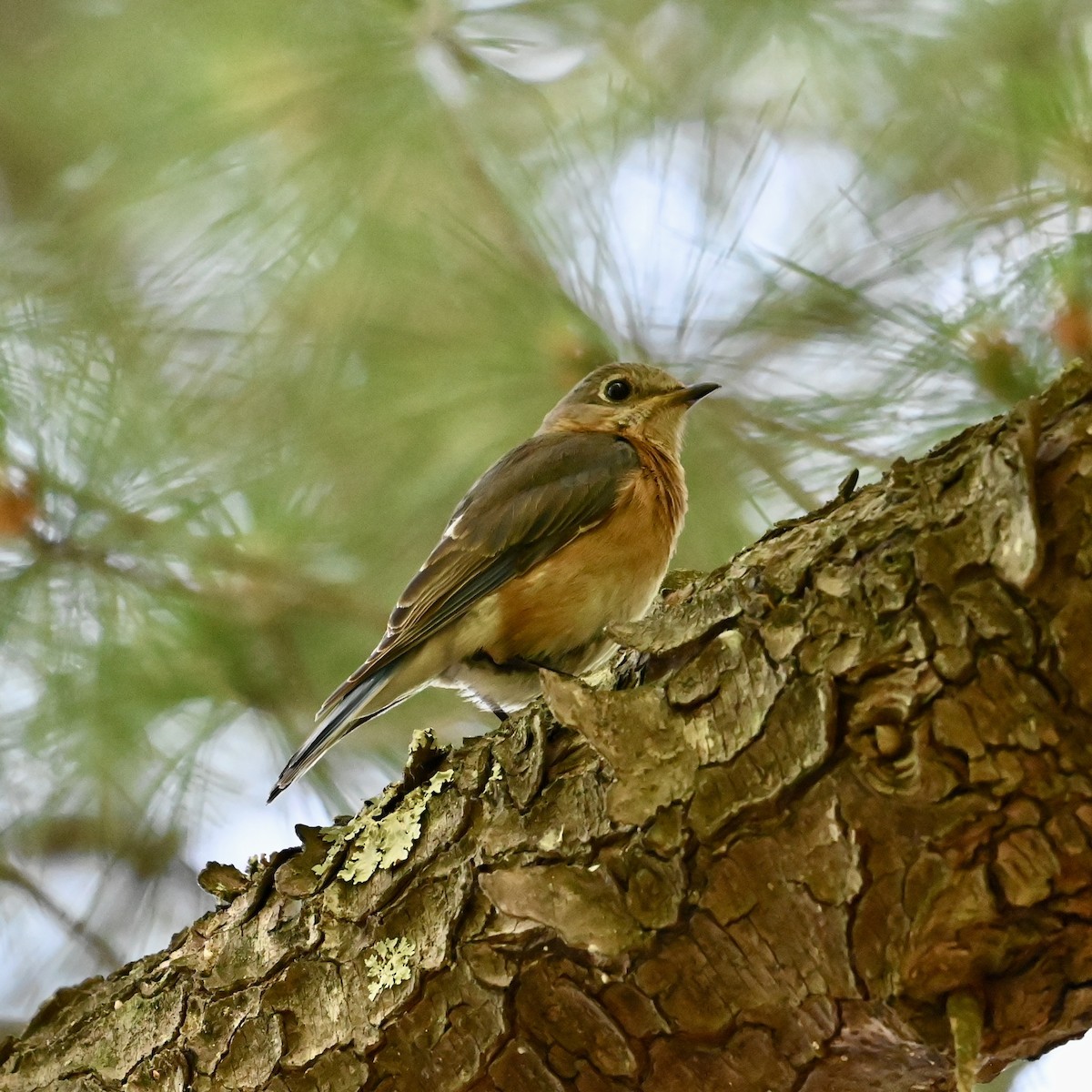 Eastern Bluebird - ML619894716