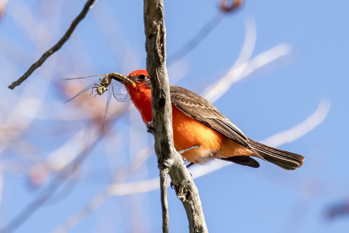 Vermilion Flycatcher - ML619894743