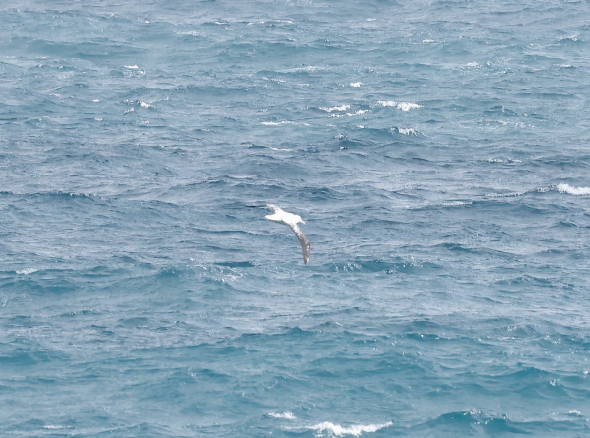 albatros stěhovavý - ML619894744