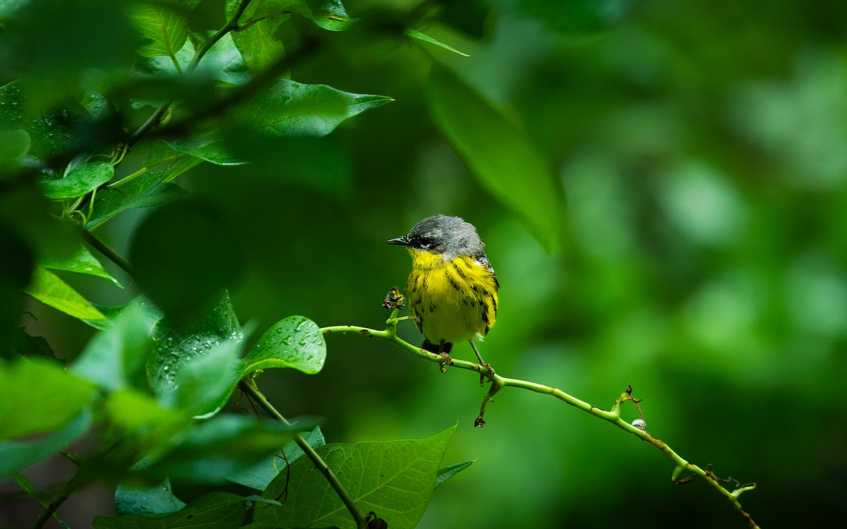 Magnolia Warbler - ML619894748