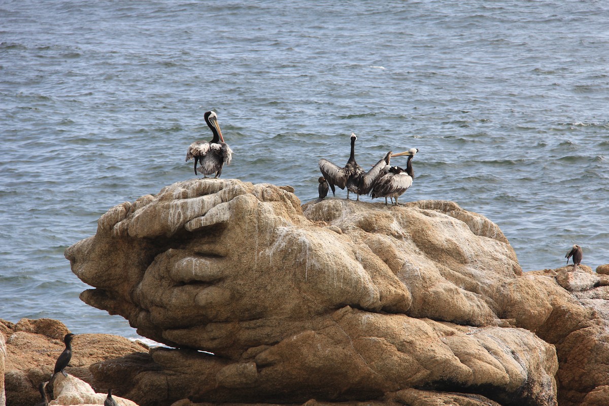 pelikán chilský - ML619894751