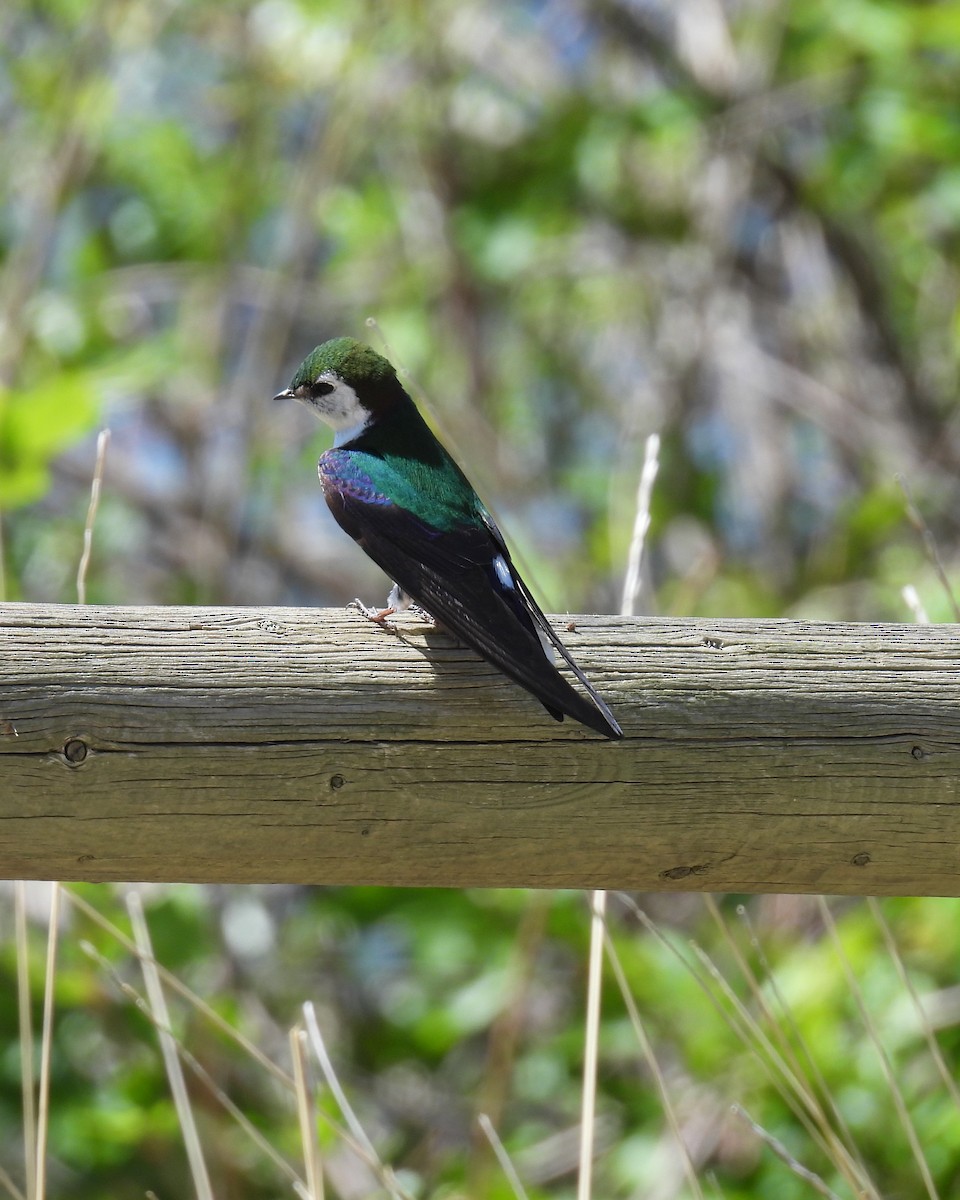 Violet-green Swallow - ML619894755