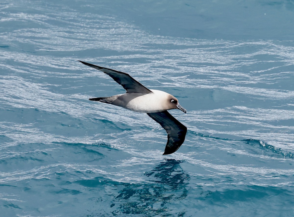 albatros světlehřbetý - ML619894769