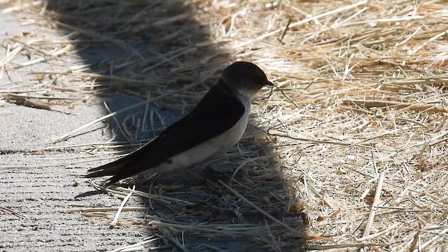 Violet-green Swallow - ML619894773