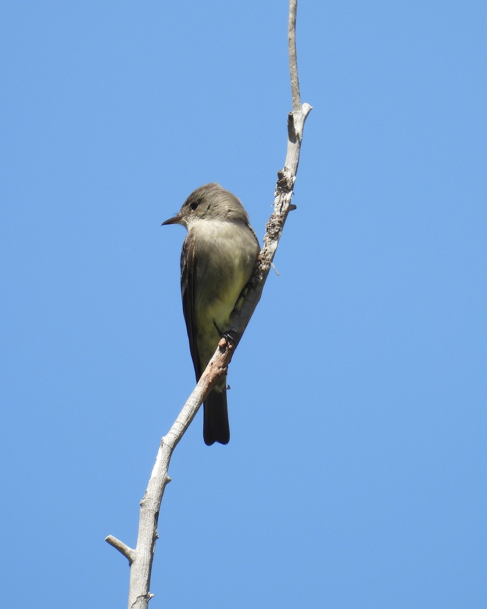 Western Wood-Pewee - Jay Breidt