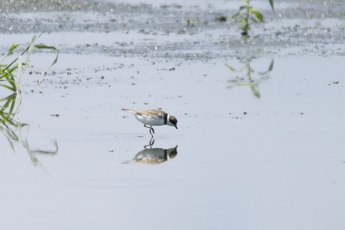 Semipalmated Plover - ML619894811