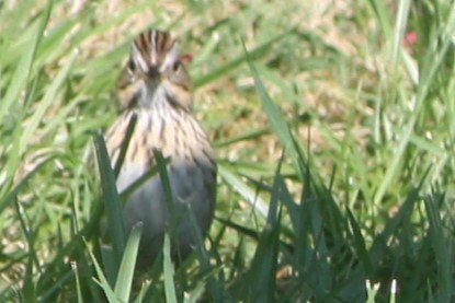 Lincoln's Sparrow - ML619894812