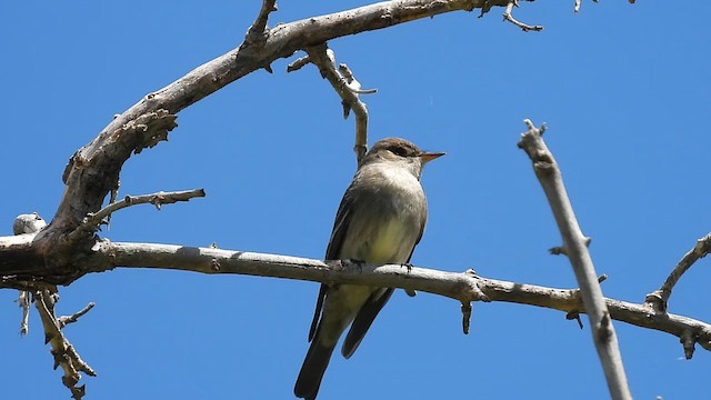 Western Wood-Pewee - ML619894813