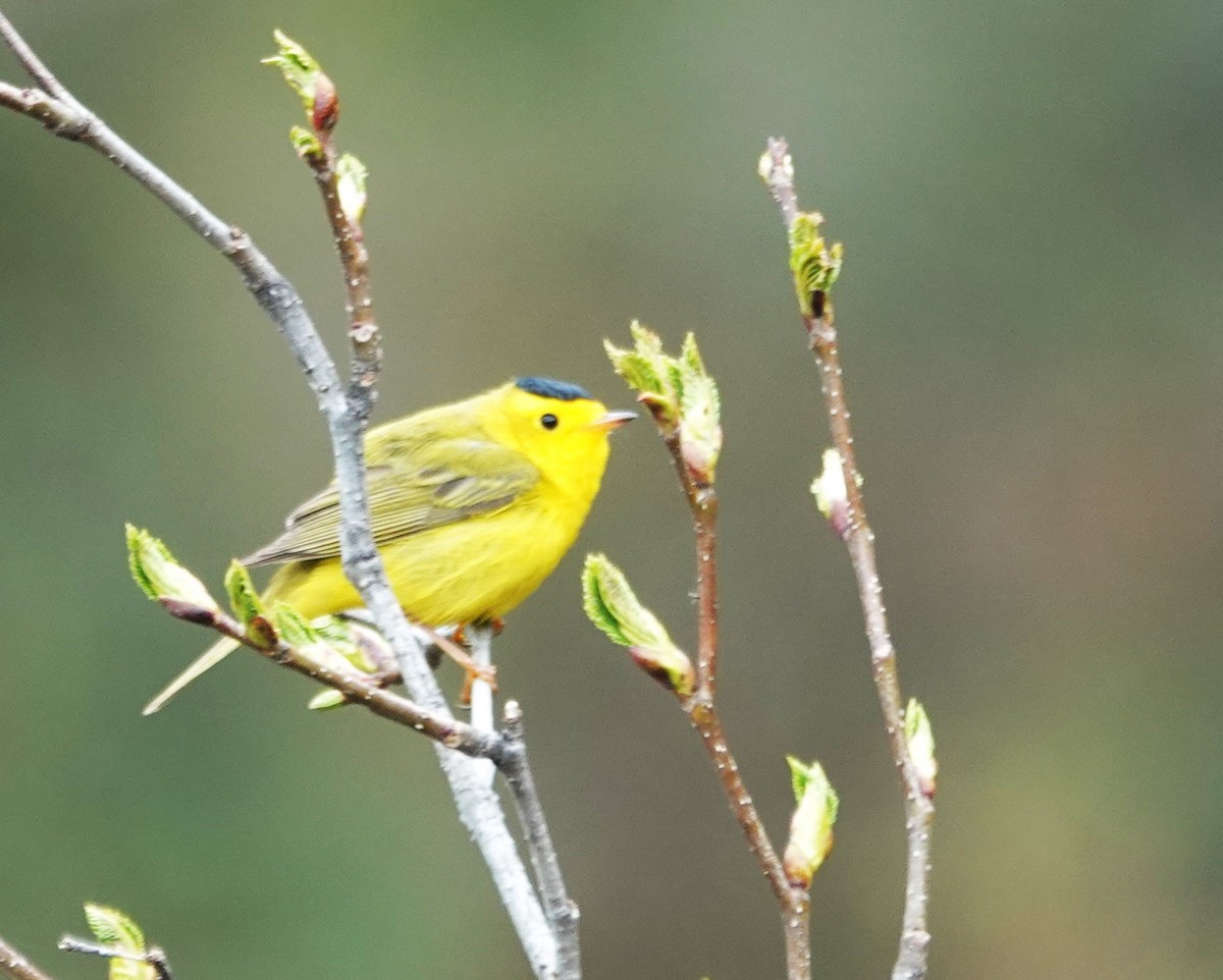 Wilson's Warbler - ML619894817