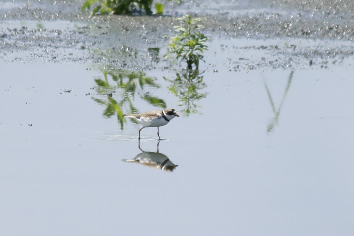 Semipalmated Plover - ML619894818