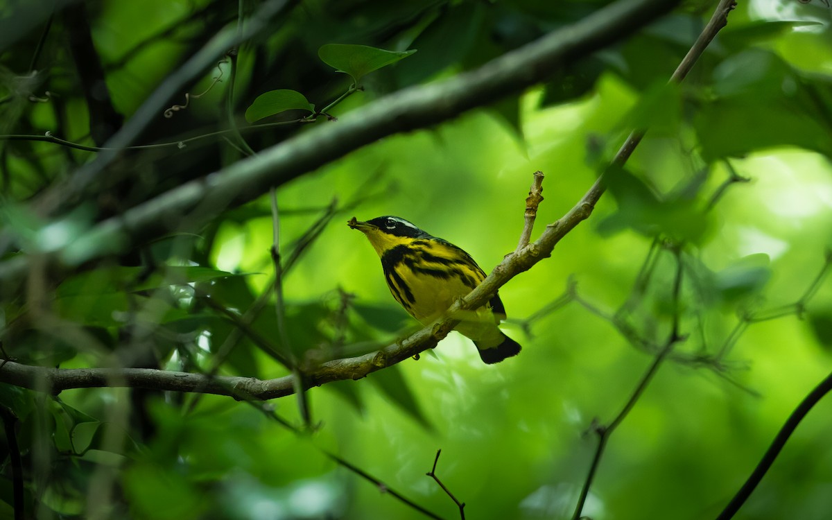 Magnolia Warbler - Joshua Zhou