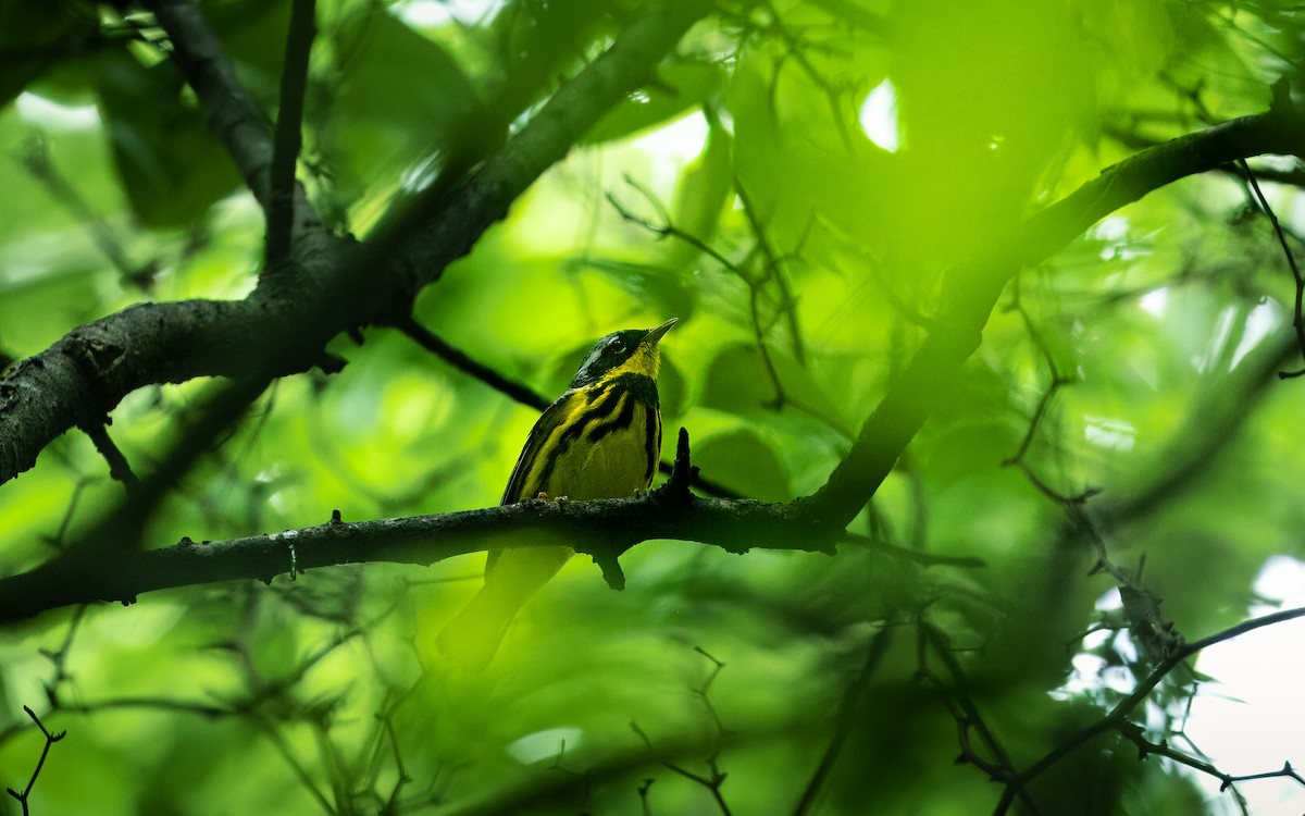 Magnolia Warbler - ML619894821