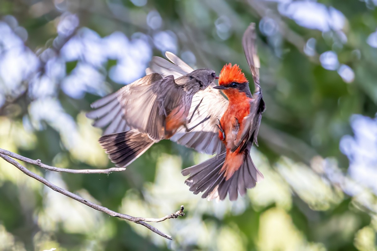 Vermilion Flycatcher - ML619894824