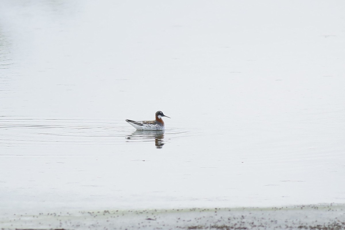 Red-necked Phalarope - ML619894832