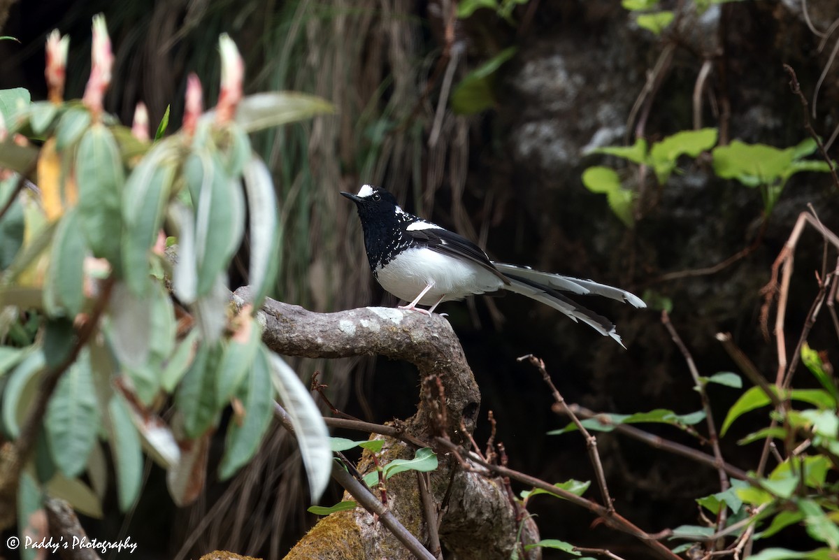 Spotted Forktail - ML619894838