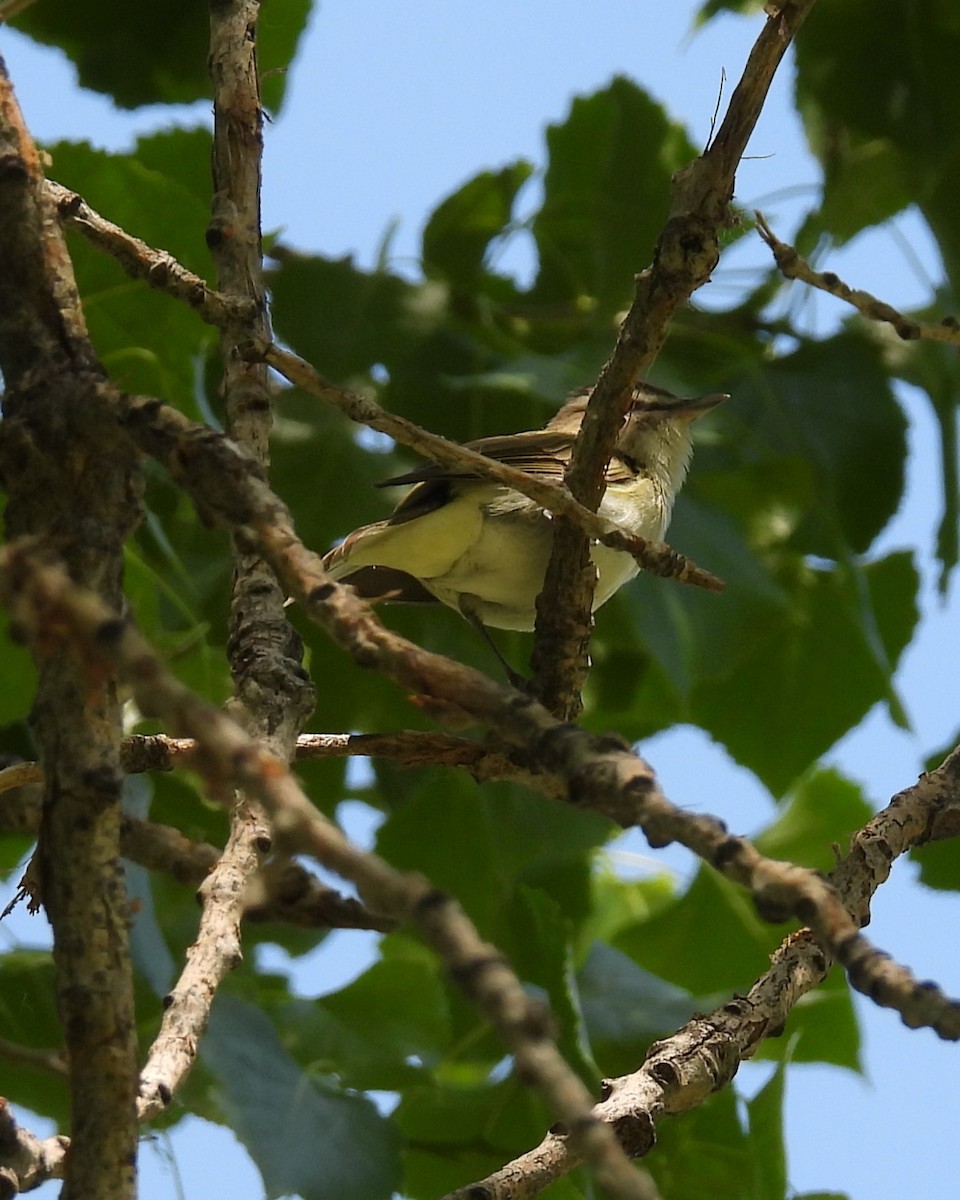 Red-eyed Vireo - ML619894842