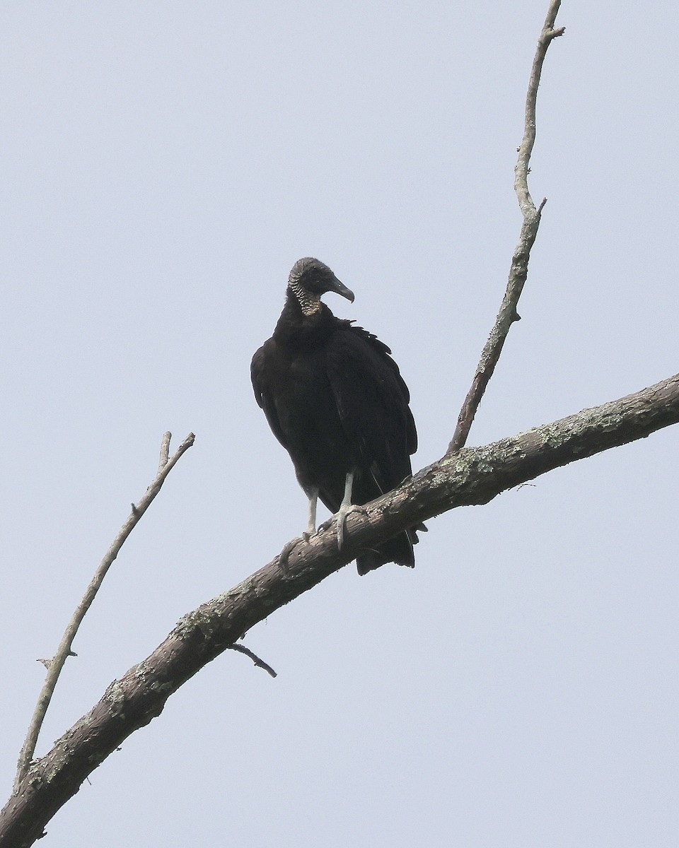 Black Vulture - ML619894843