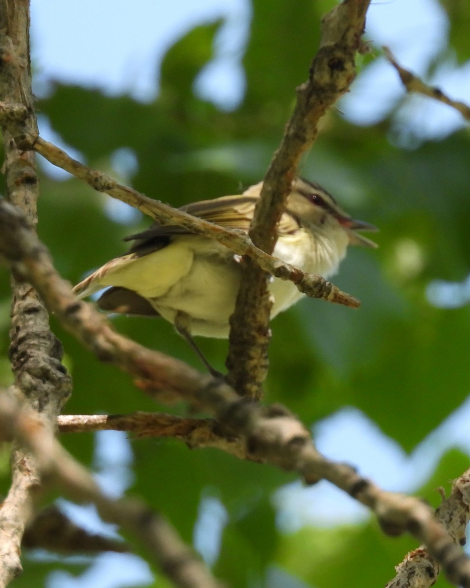 Kızıl Gözlü Vireo - ML619894844