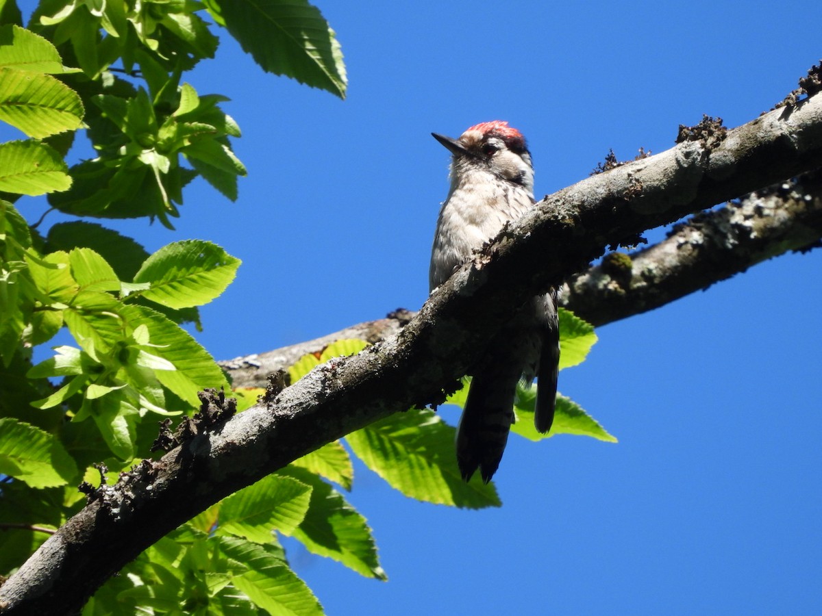 Lesser Spotted Woodpecker - ML619894849