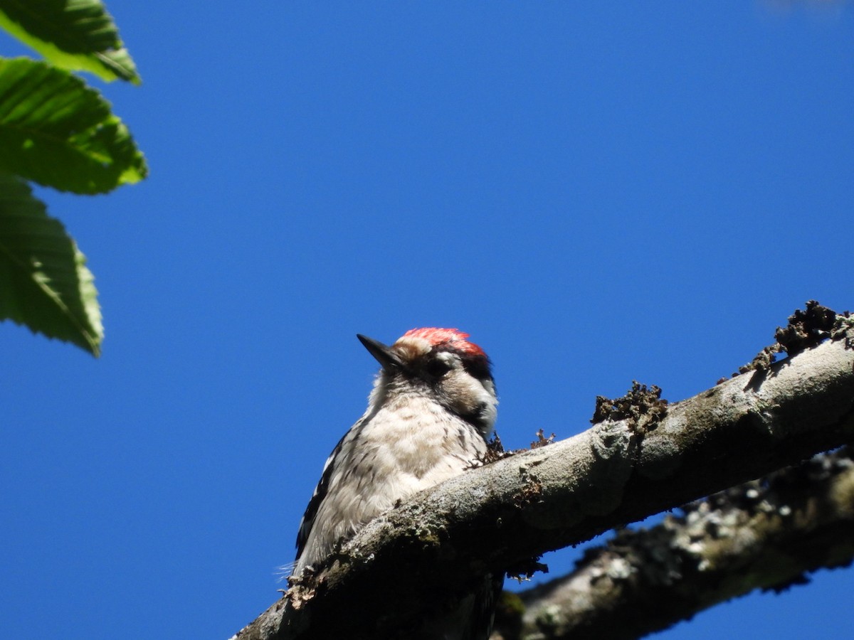 Lesser Spotted Woodpecker - ML619894850