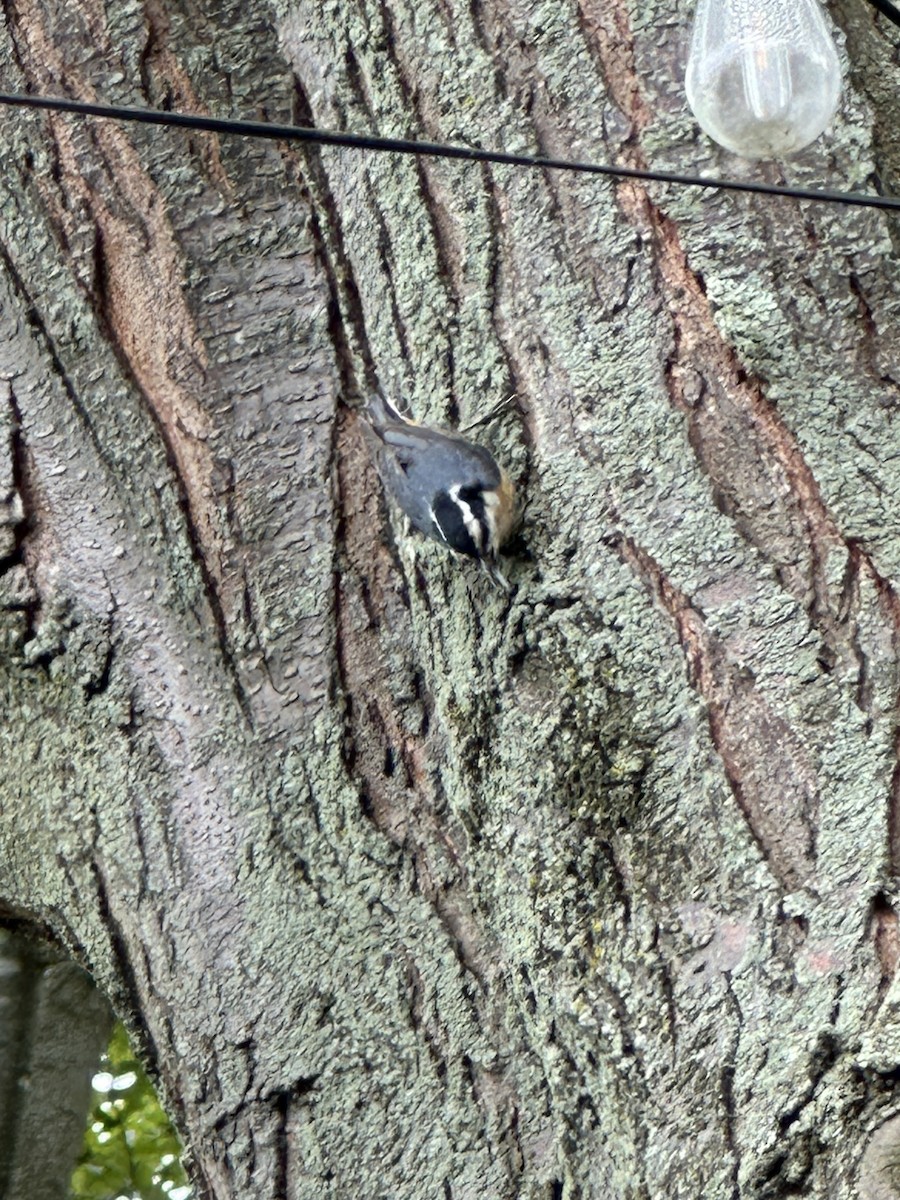 Red-breasted Nuthatch - Chuck Anderson